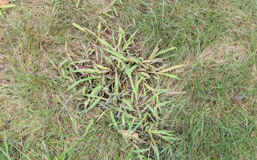 Everything you need to know about crabgrass this summer