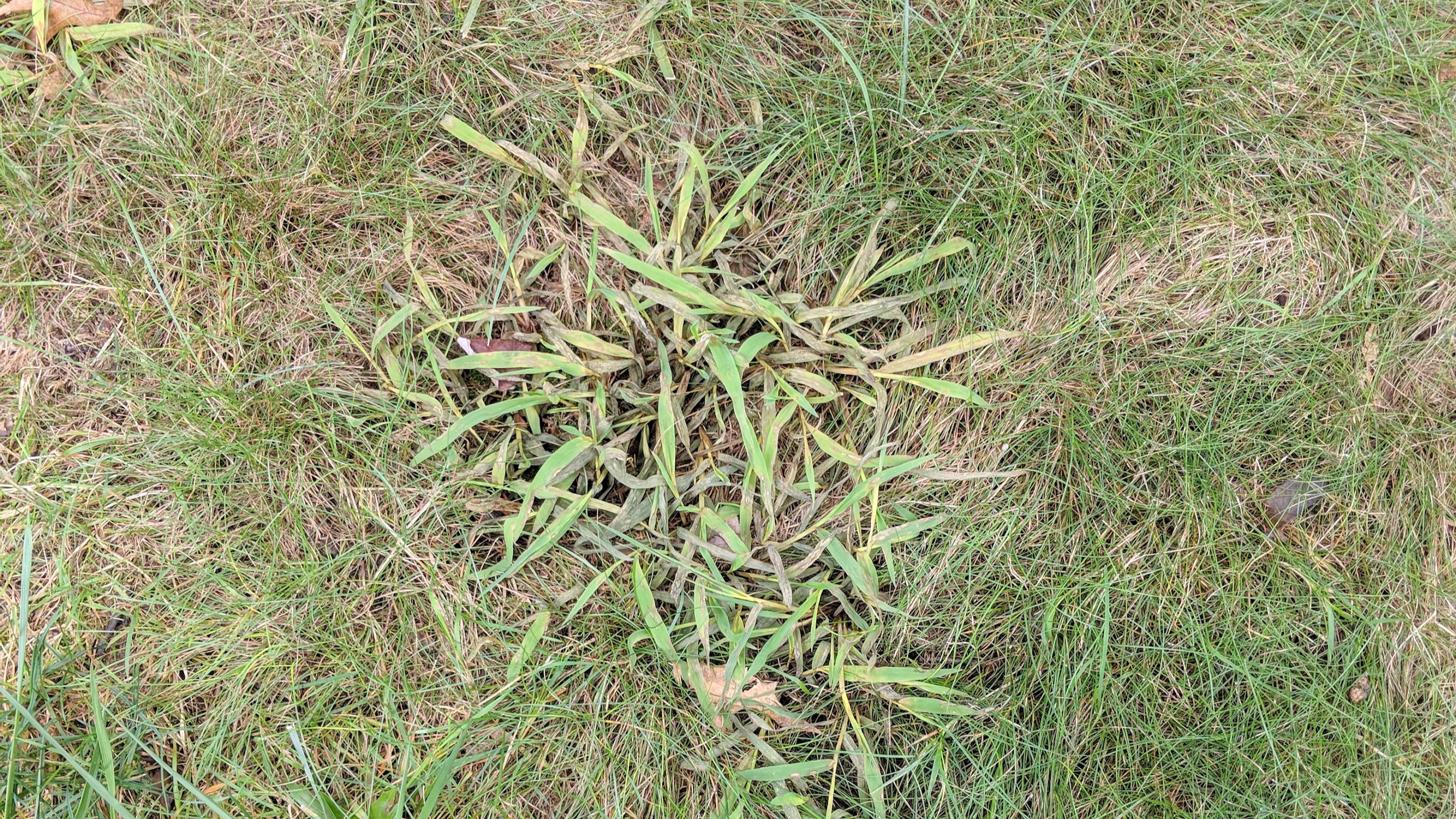 Crab Grass