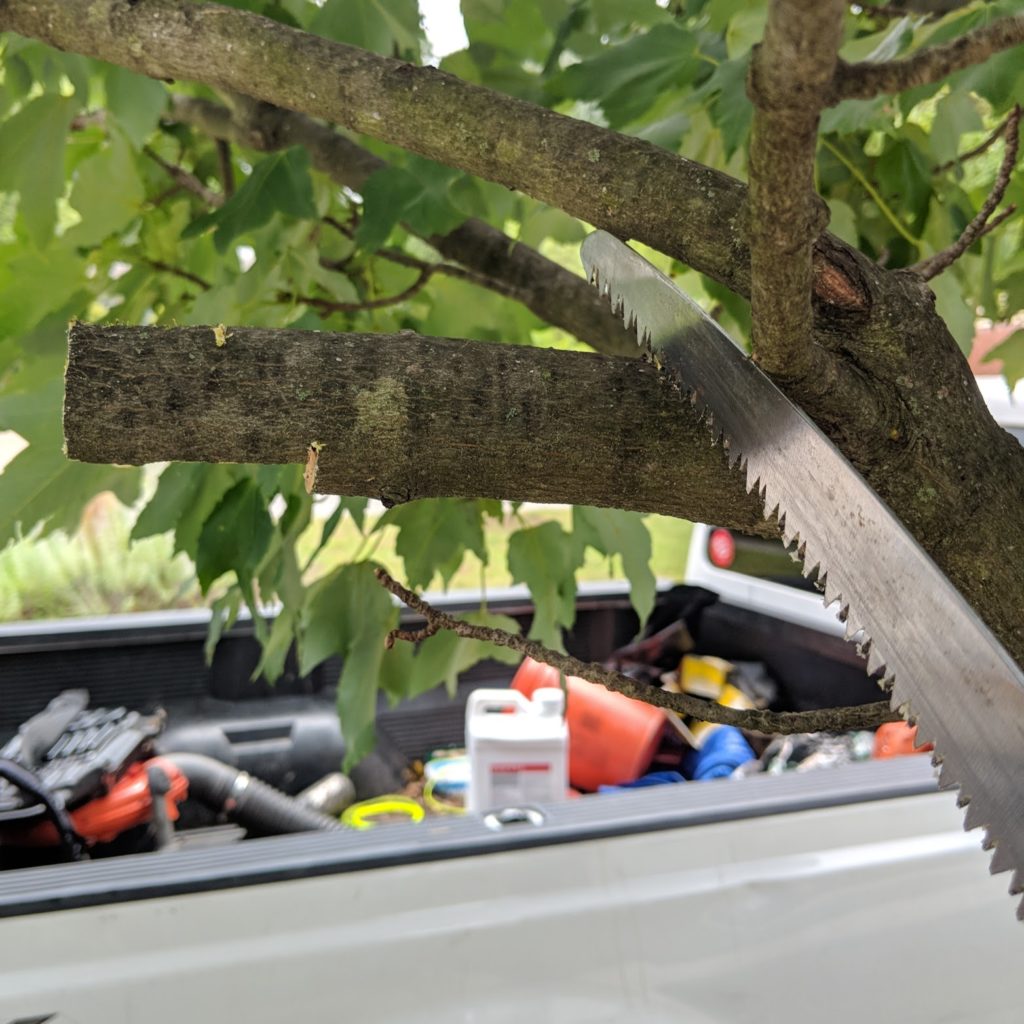 Pruning How to remove a tree limb