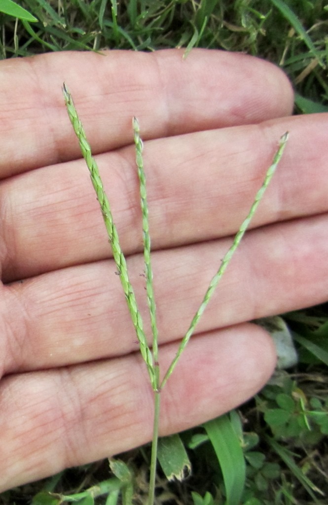 Image of Crabgrass seed heads
