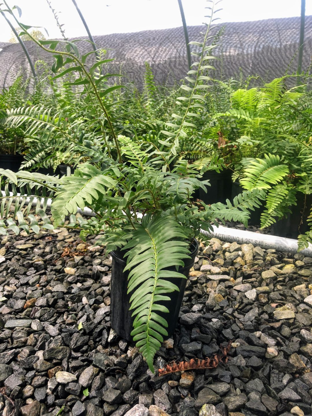 Polystichum arostichoides - Christmas Fern | Green Thumb Yard Care, LLC