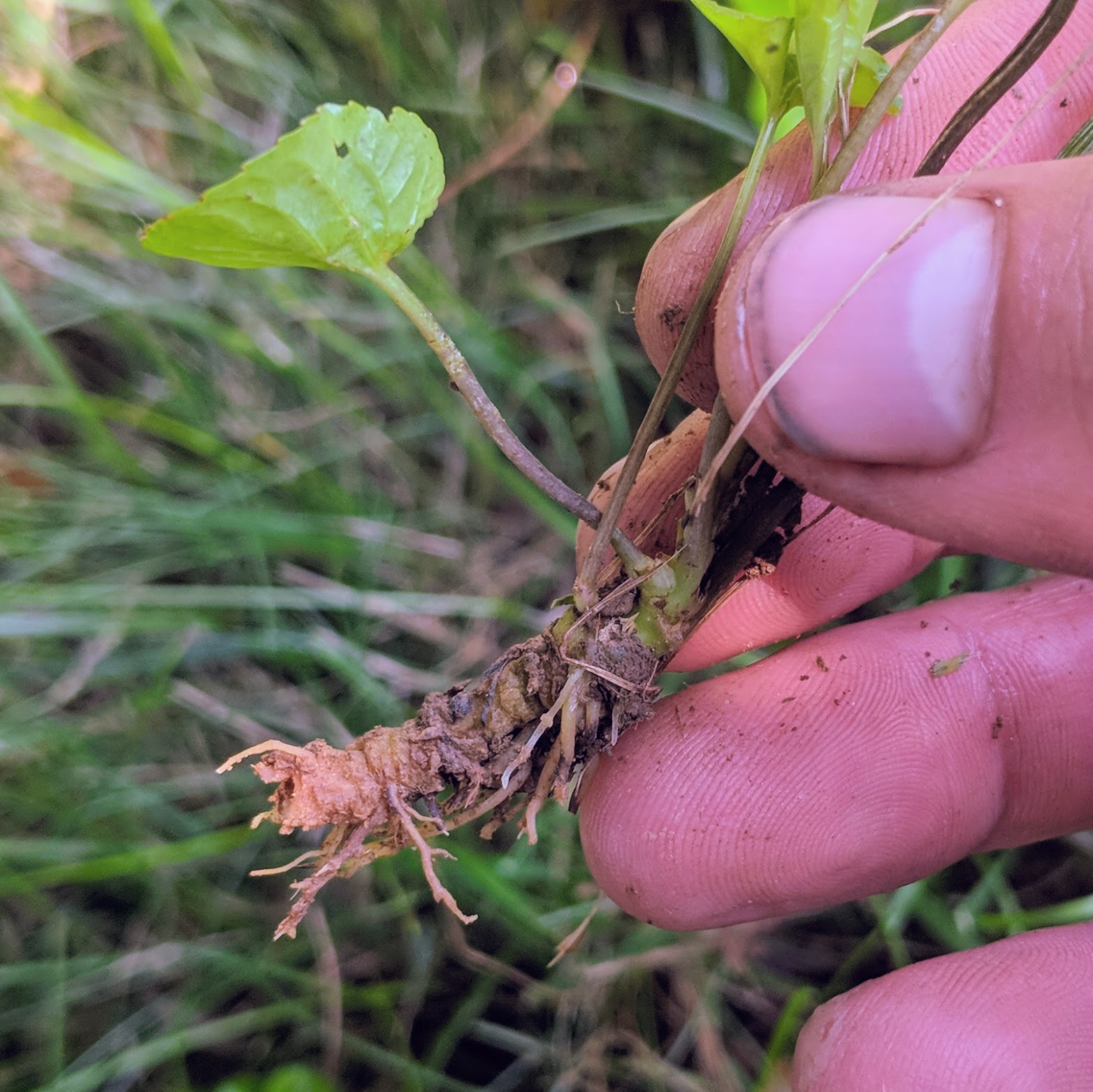 Common Weeds in Maryland  Weed Identification and Management