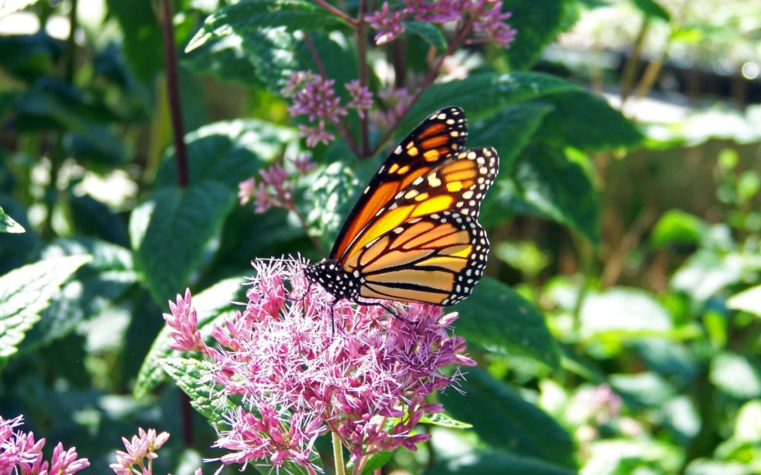 How to Attract and Grow the Monarch Butterfly Population