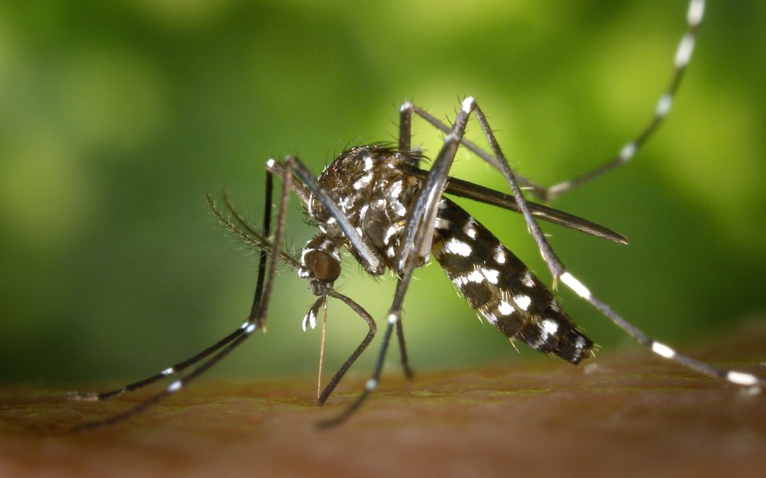 5 Ways to Control Mosquitos