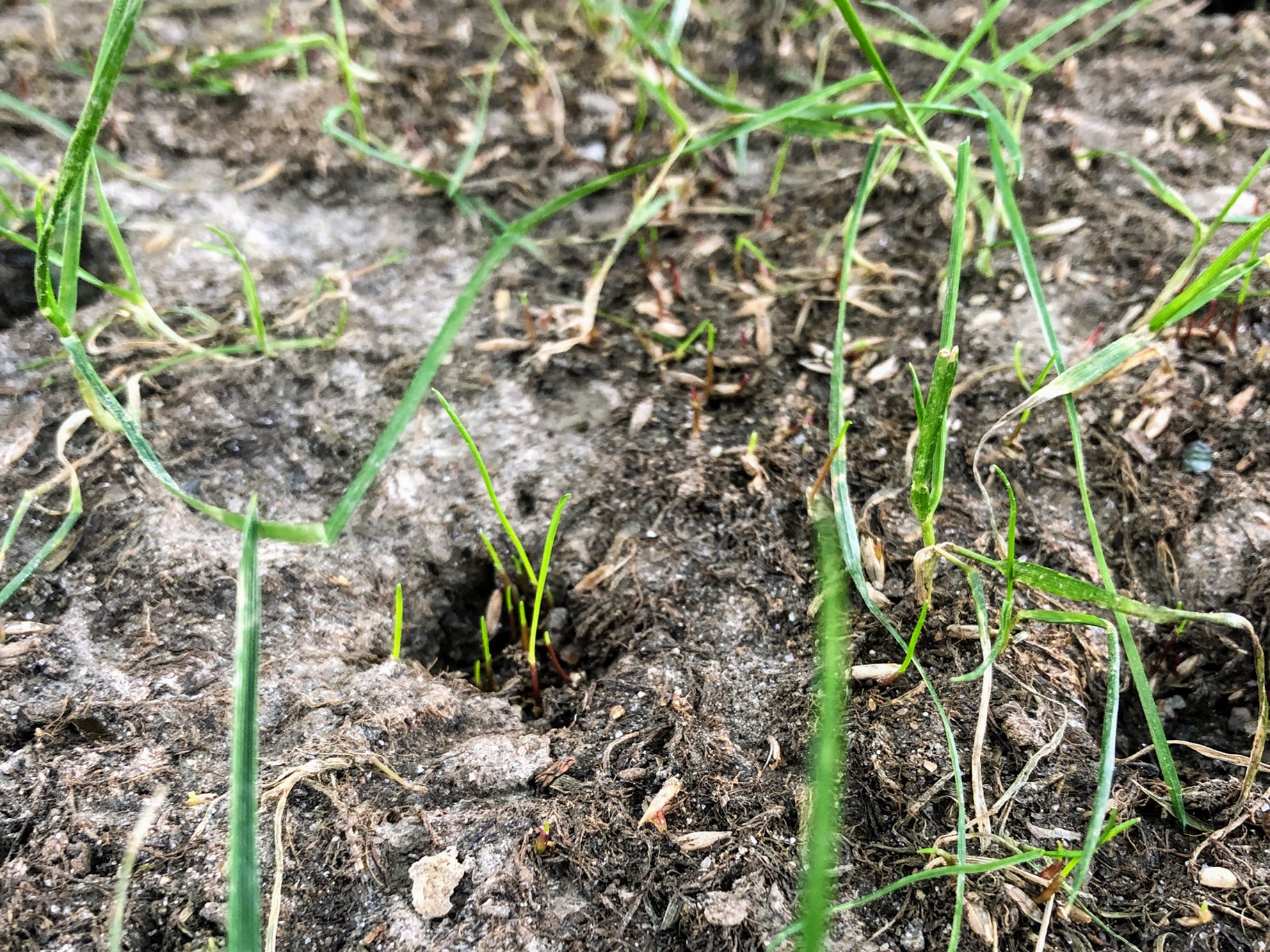 Should You Aerate This Spring?