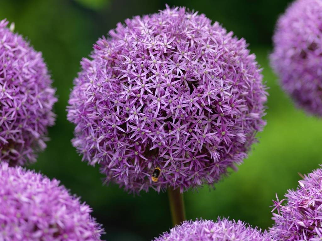 Allium 'Globe Master' Bulbs | Green Thumb Yard Care, LLC