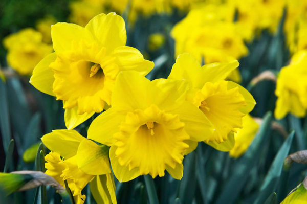 Yard and Garden: Caring for Daffodils