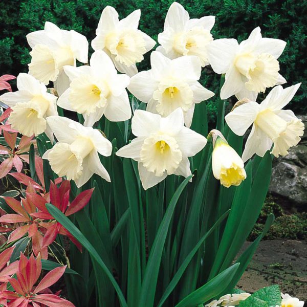 Green Thumb Yard Care, LLC. Online Nursery. Baltimore, MD. Daffodil Mount Hood