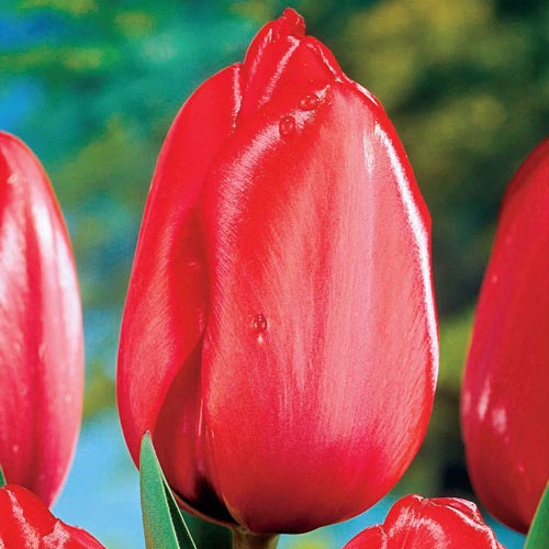 Green Thumb Yard Care, LLC. Online Nursery. Baltimore, MD. Tulip Red Impression