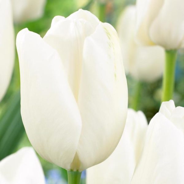 Green Thumb Yard Care, LLC. Online Nursery. Baltimore, MD. Tulip White Cloud