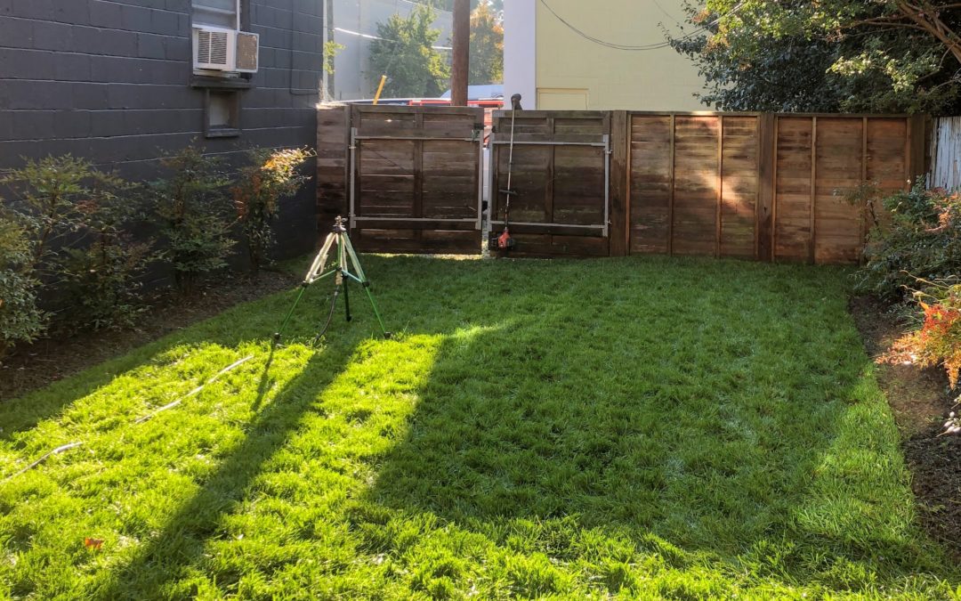 Revisiting a Sod Installation – August 2020