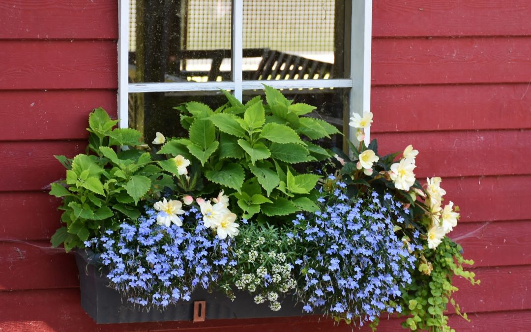 Simple Formula for Beautiful Window Boxes and Planters