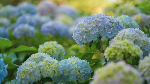 Definitive Guide for Pruning Hydrangeas