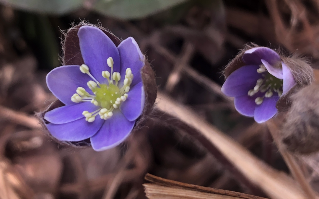 Exploring Maryland’s Native Flora: First to Bloom After Winter’s Thaw, Hepatica nobilis
