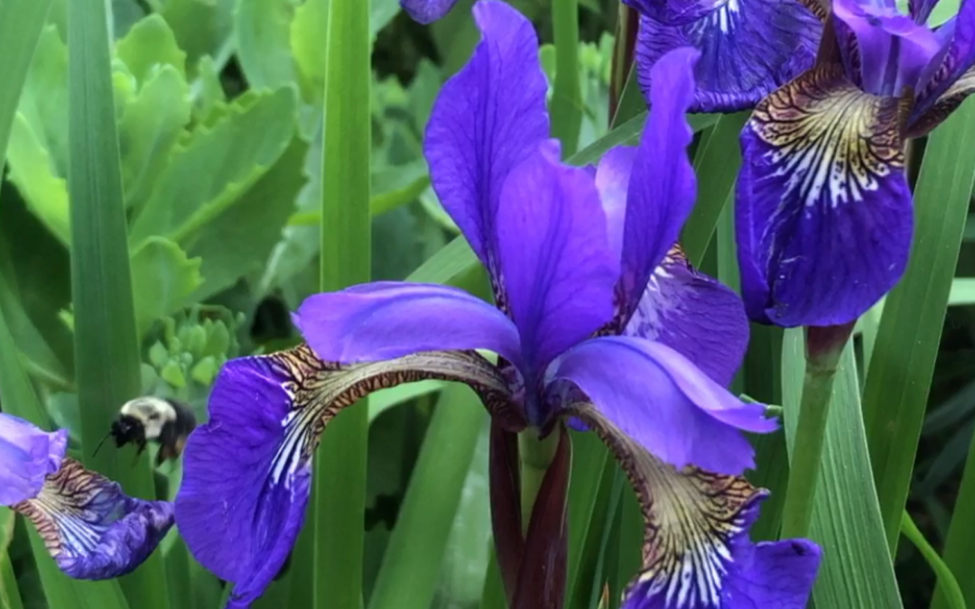 Exploring Maryland’s Native Flora: The Majestic Iris Versicolor