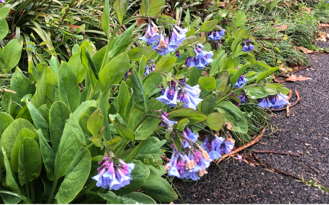 Exploring Maryland’s Native Flora: Virginia Bluebells, A symbol of Winter’s Thaw and Spring’s Arrival