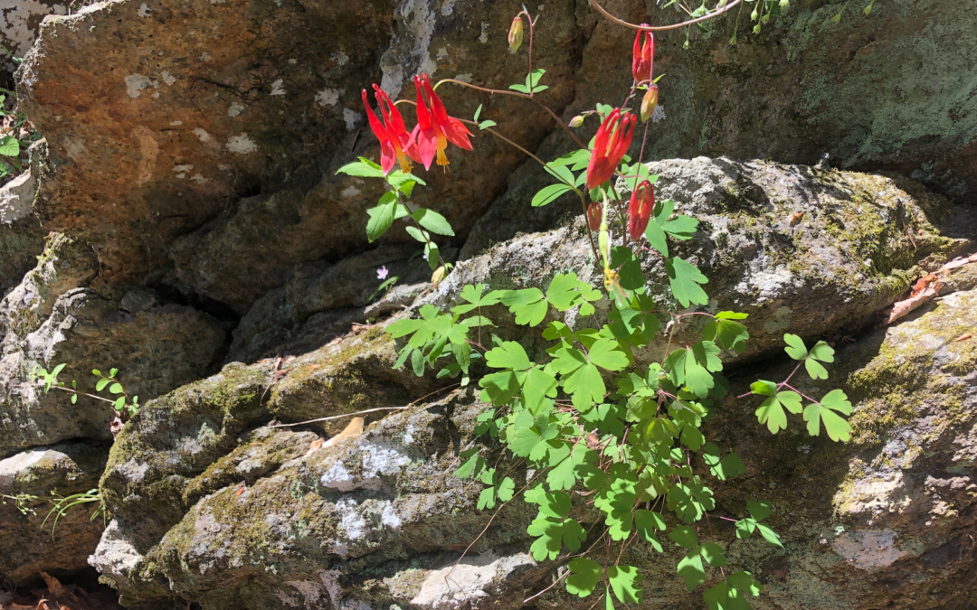 Exploring Maryland’s Native Flora: The Enchanting Charm of Eastern Columbine