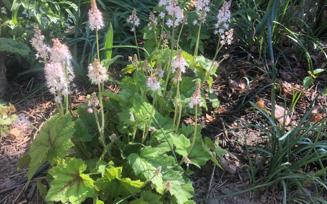 Exploring Maryland’s Native Flora: Delicate and Persistent Foamflower